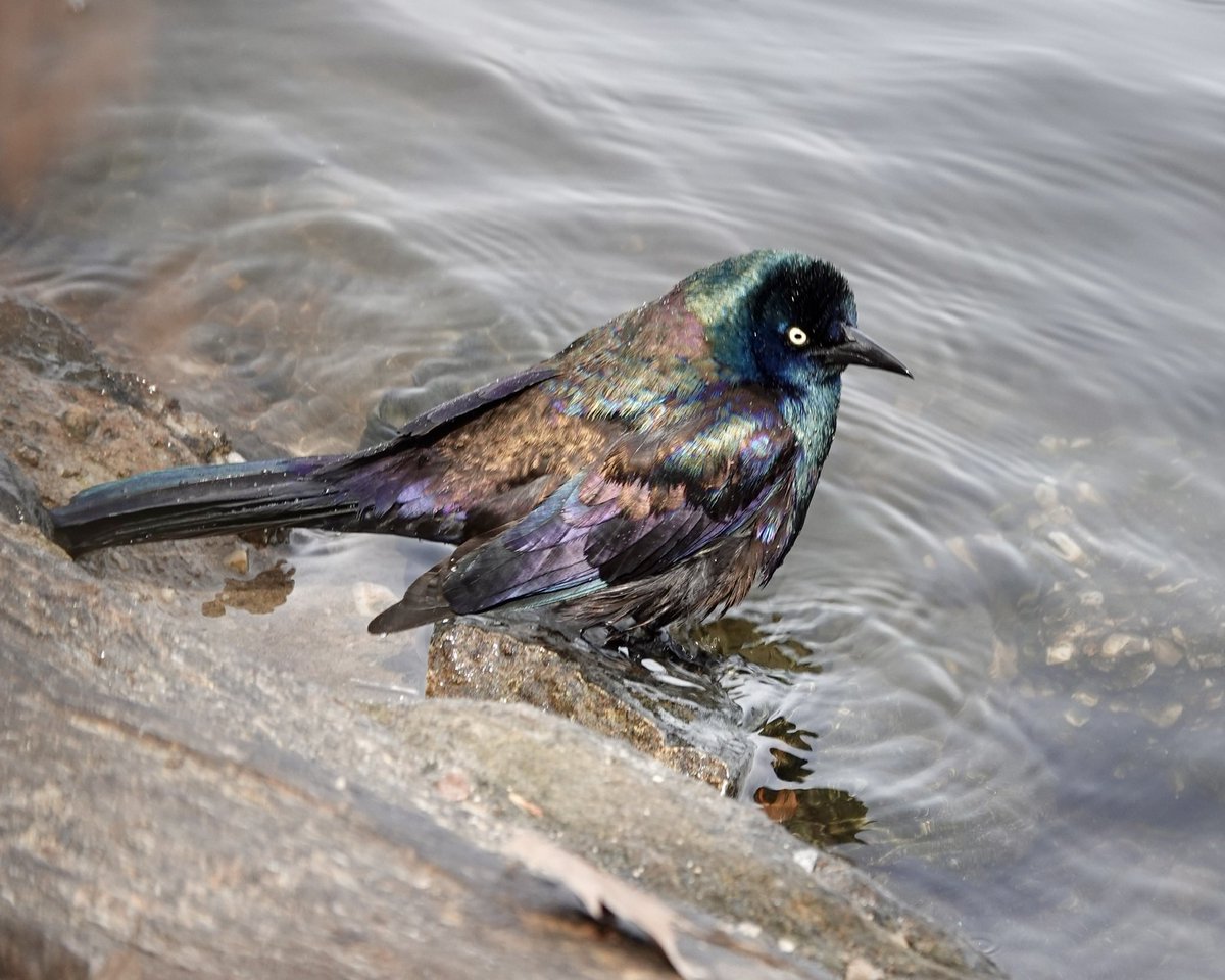 gigpalileo tweet media