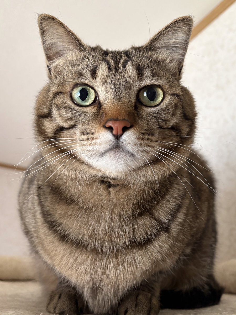 ゆずルイメイママ tweet media