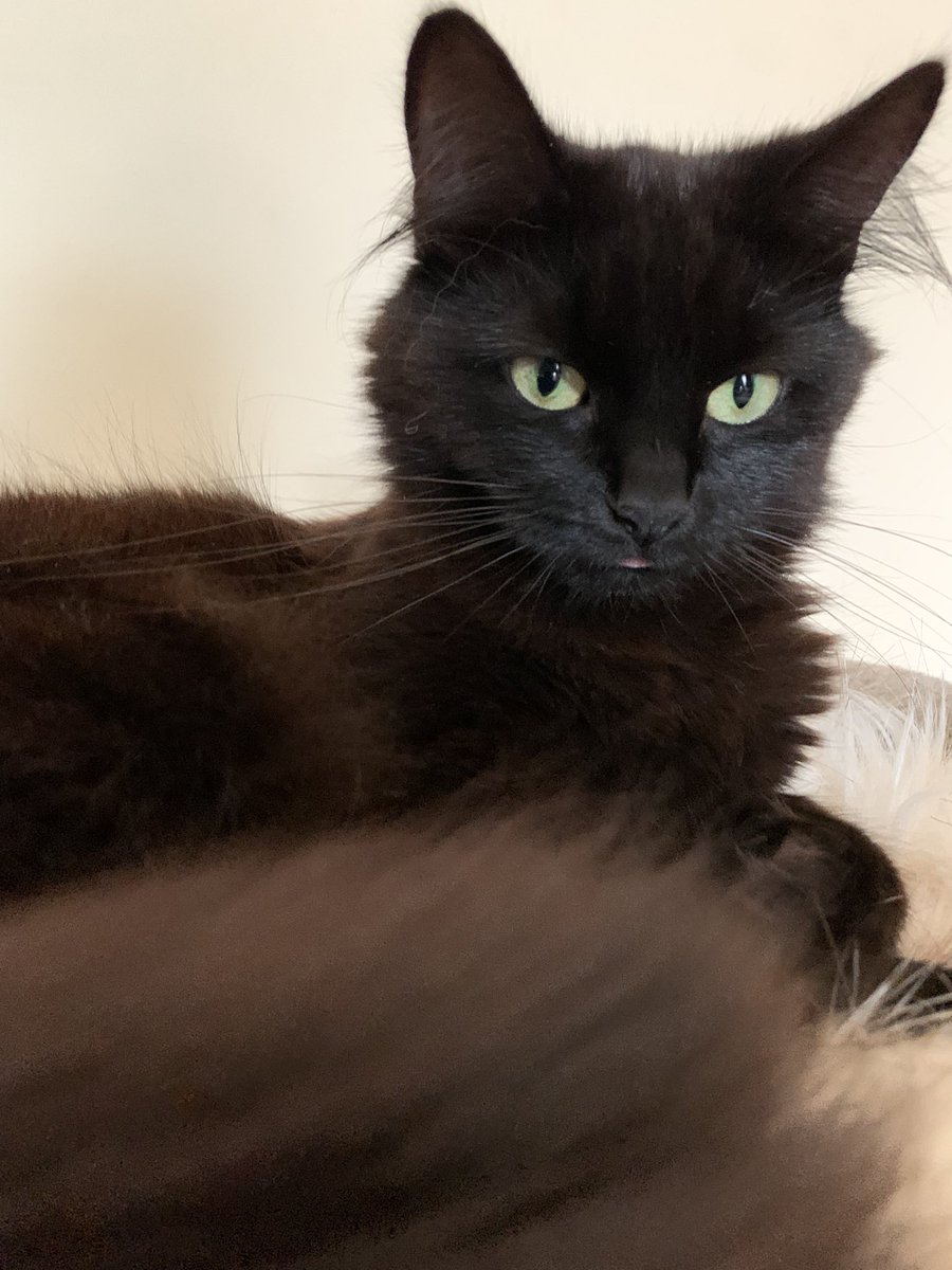 NemeSimpDoomGooner tweet media