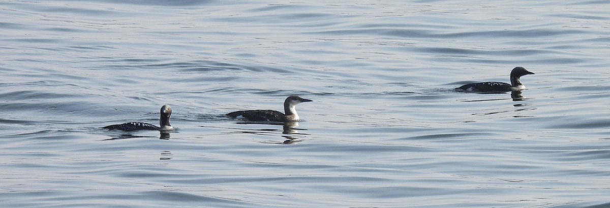 Andy Paton @andypaton.bsky.social tweet media