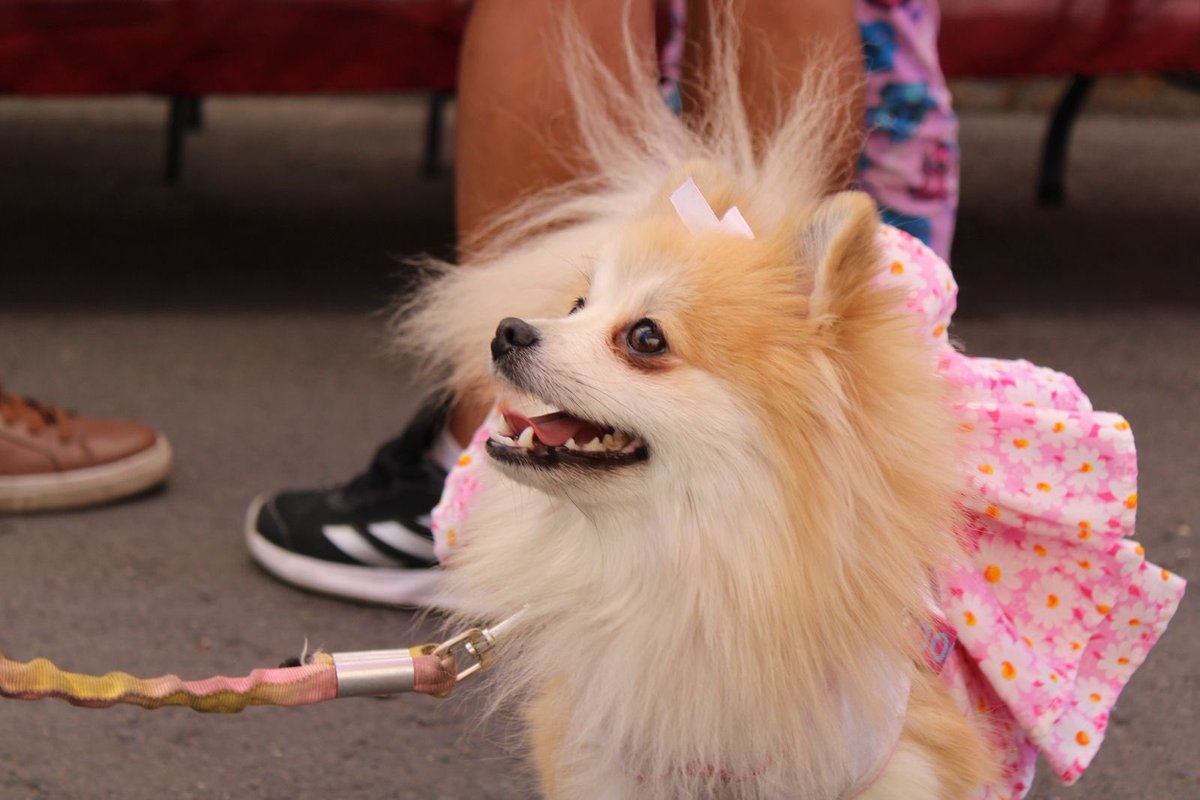 Dolores Padierna tweet media