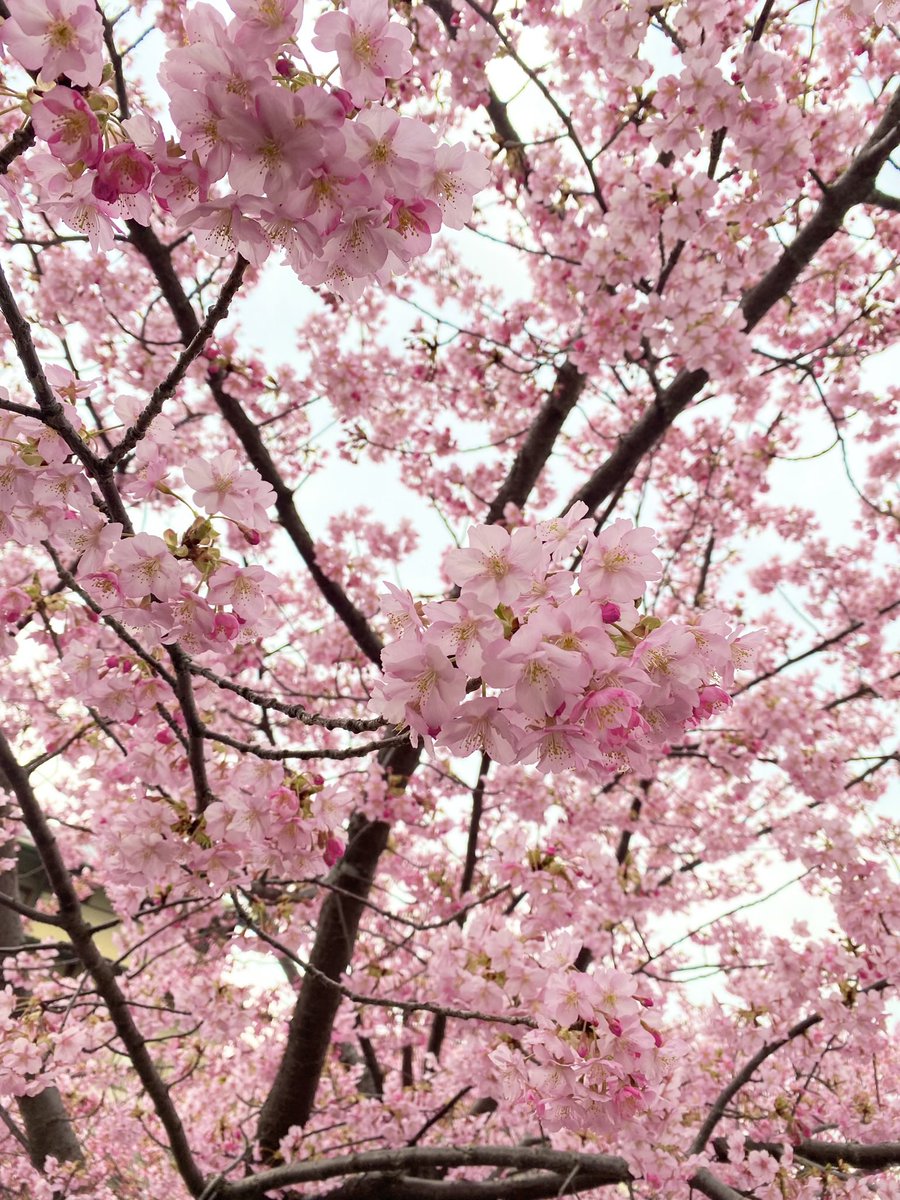 おはようございます✨
春分の日も過ぎ、東京では桜も🌸開花🌸
いよいよ春ですね🌸
旬のものを味わいながら、春を満喫したいと思います。
京都の桜はまだ先かな。いつかの淀の河津桜を。
三連休中日。今日も素敵な一日を🌈