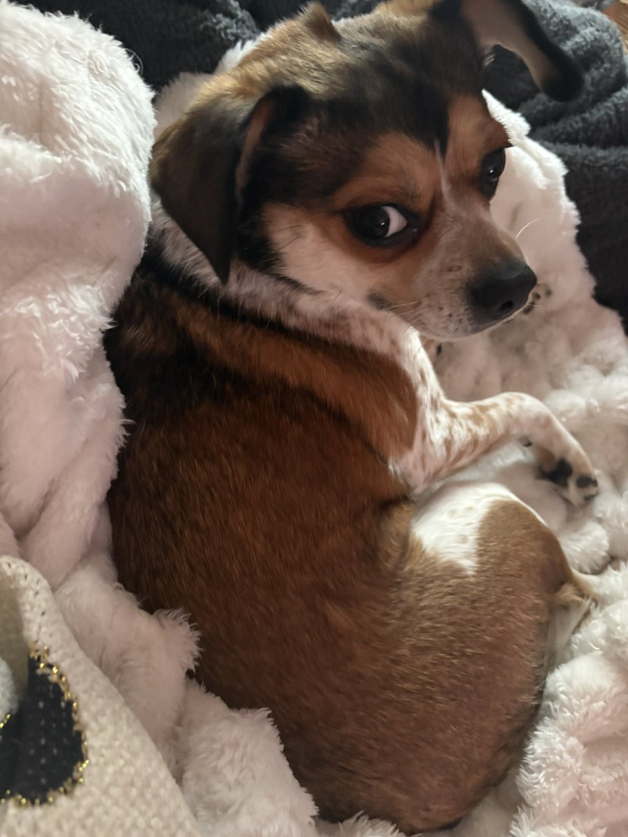 jules ˶ᵔ ᵕ ᵔ˶ tweet media