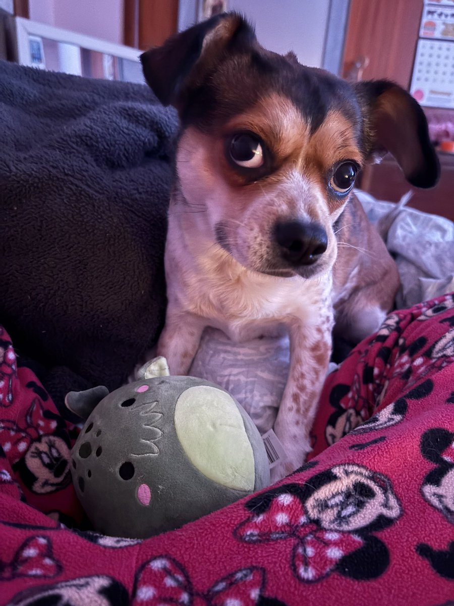 jules ˶ᵔ ᵕ ᵔ˶ tweet media