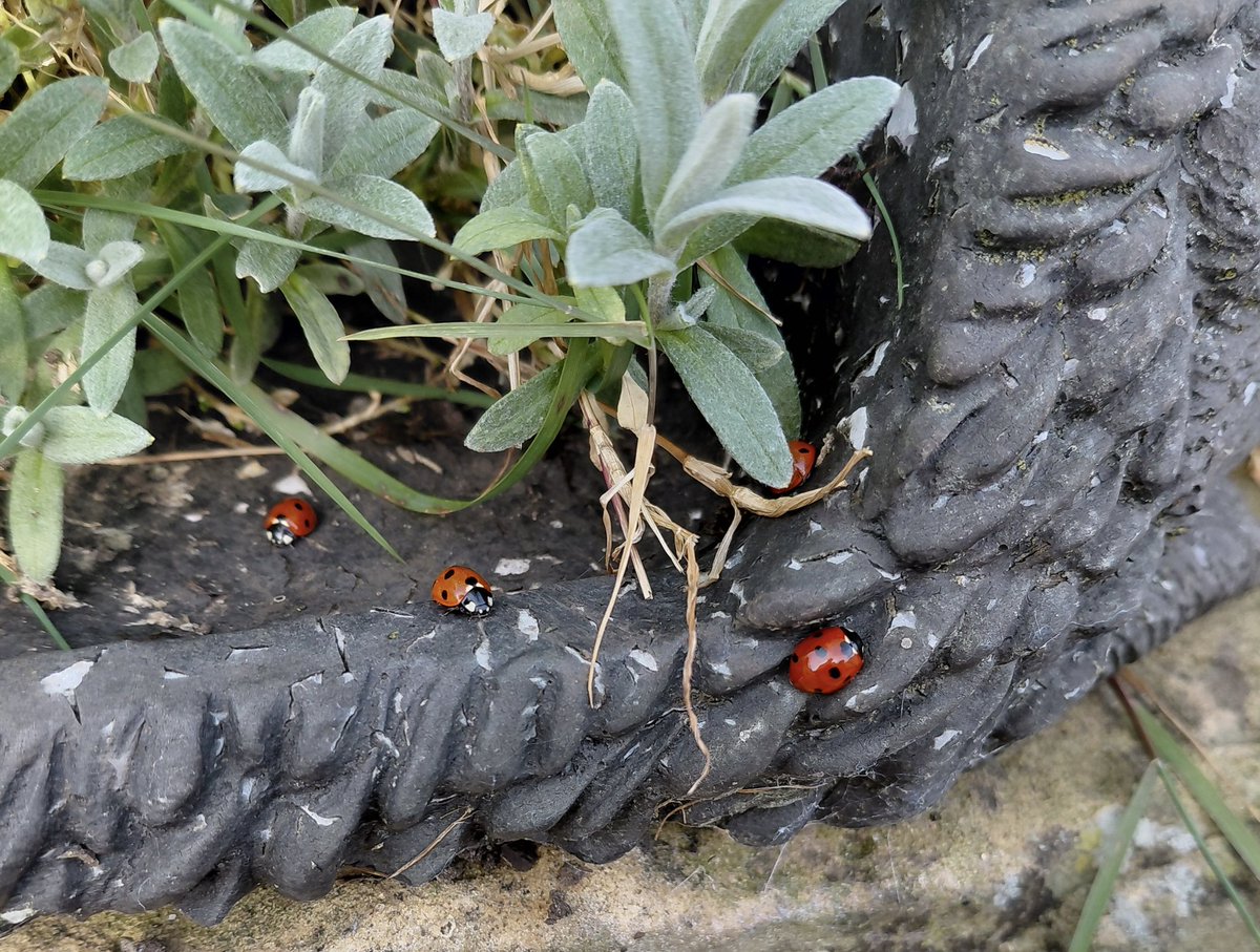 Anthea James 🏴󠁧󠁢󠁥󠁮󠁧󠁿🐝☕️🌹🌳🪾🌻💐🐣 tweet media