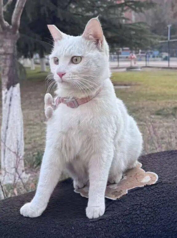 Stefan Filipovic tweet media