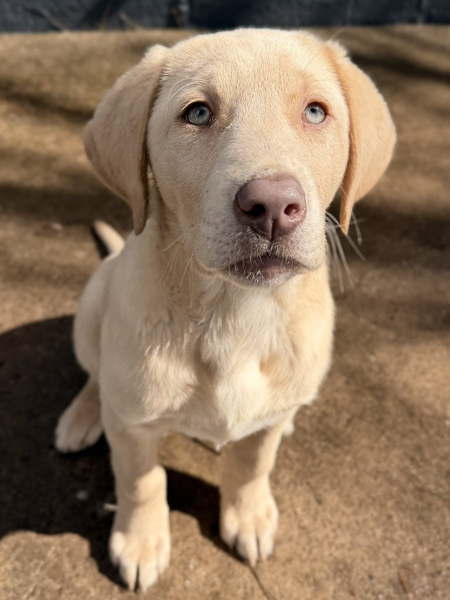 Jackson & Willow tweet media