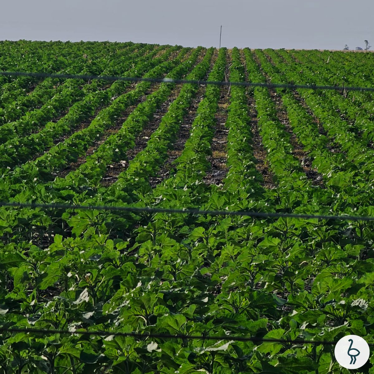 Santa Clara y Yuquerí tweet media