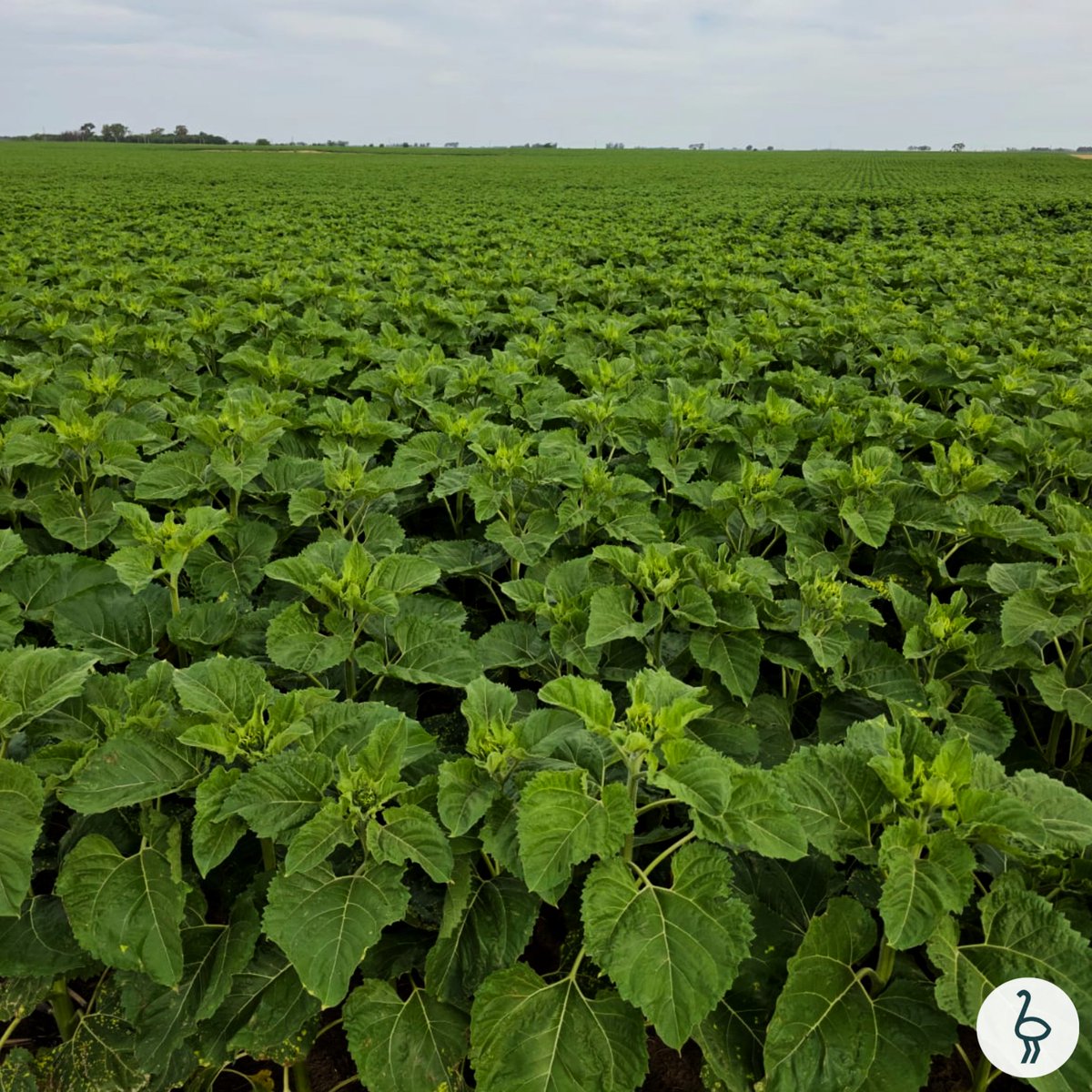 Santa Clara y Yuquerí tweet media