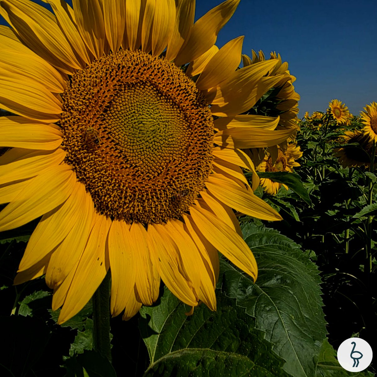 Santa Clara y Yuquerí tweet media