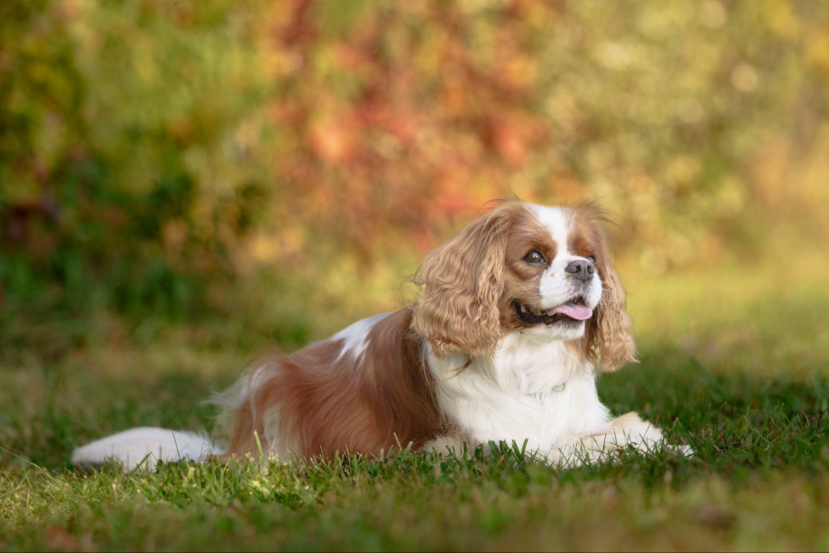 Pippin’s World: #CavPack Luv 🌈HooDad🌈Milo🌈Ms🌹 tweet media
