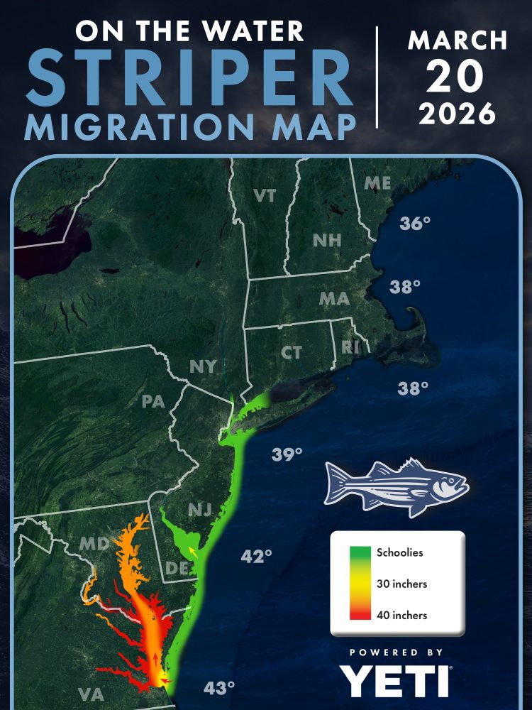 Striped Bass Migration Map as of March 20, 2026
#Fishing #Saltwater #Bass #Striper #stripedBass #Migration #Map  #SaltLife #March2026