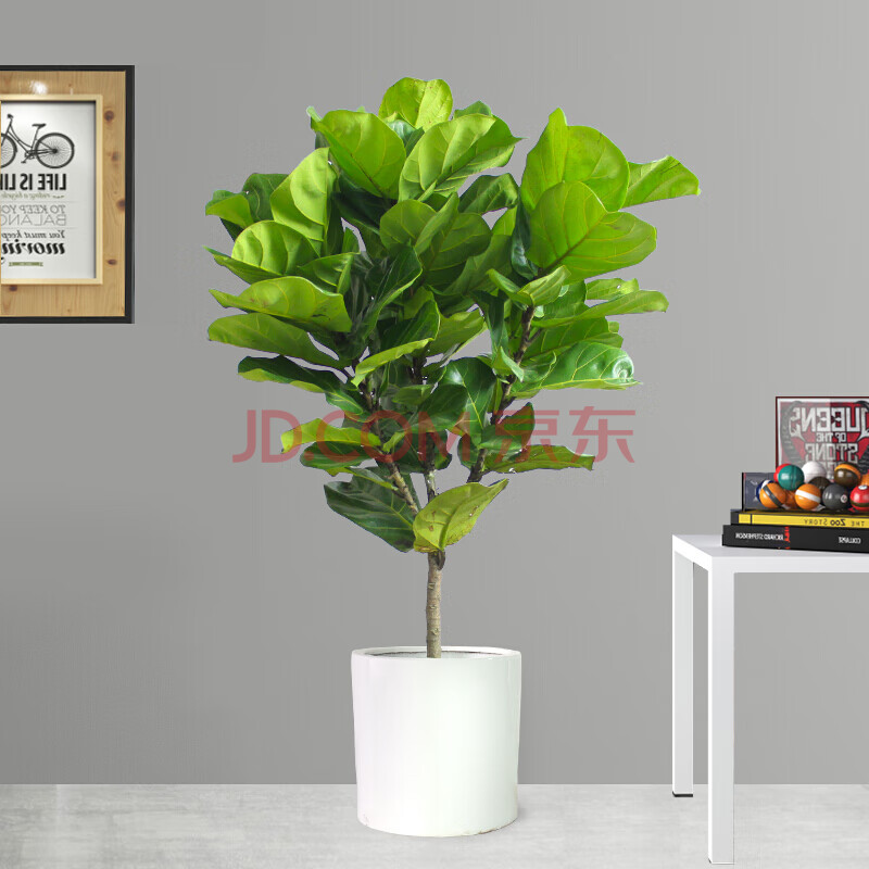 Online Contests tweet media