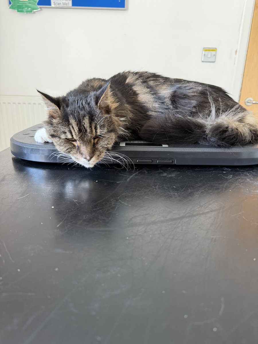 Oliver & Wellie (Bertie Wooster💙🌈Chloé🧡🌈) tweet media