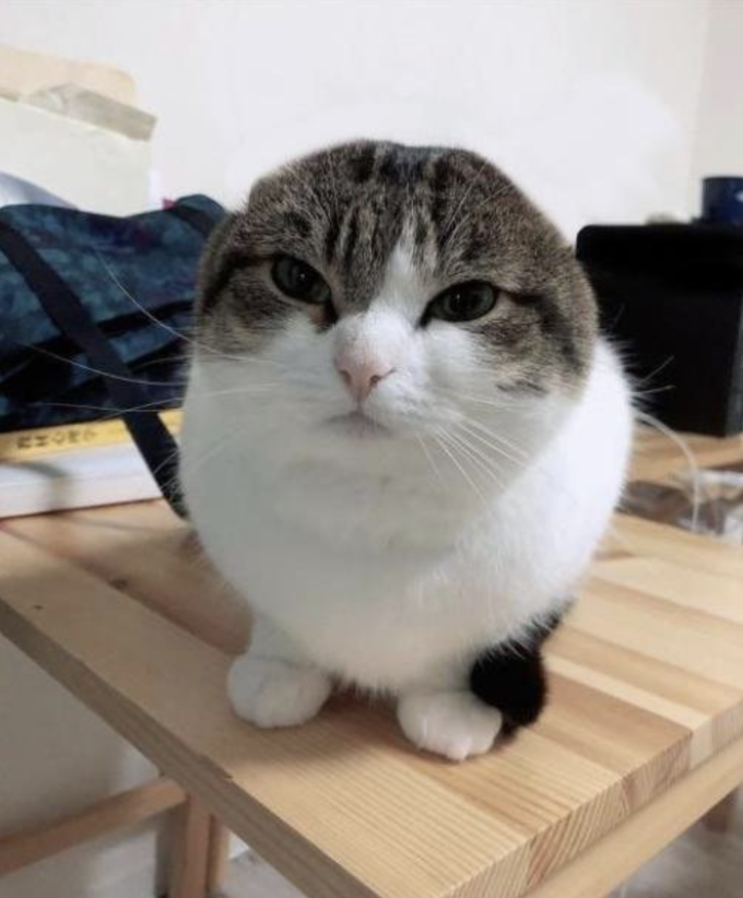 Lost Internet tweet media