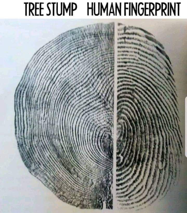 vegastar tweet media