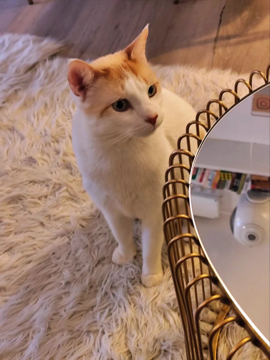 🐱Cat-Vampire 🦇 tweet media