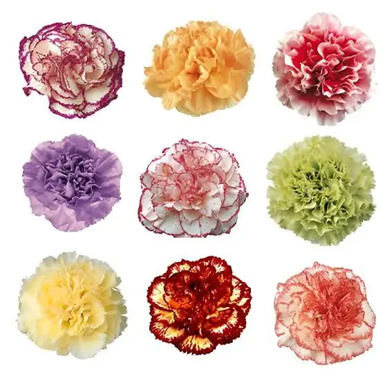 Arithmancism's tweet photo. Thread🧵

In Carnation 🌺  Get it?
"Rec"ycling - "Rec"tangle
9 Letter "Rec/Cre/Cer" words,
like "Cre"ations or "Cer"aceous.

#Incarnate:85:40-158:59
#Rectangle:85:40-158:50
#OpensCage:85:40-158:41
Matrix, defined as a rectangular
array of numbers, or expressions arranged in rows. https://t.co/3AhUngPSQN
