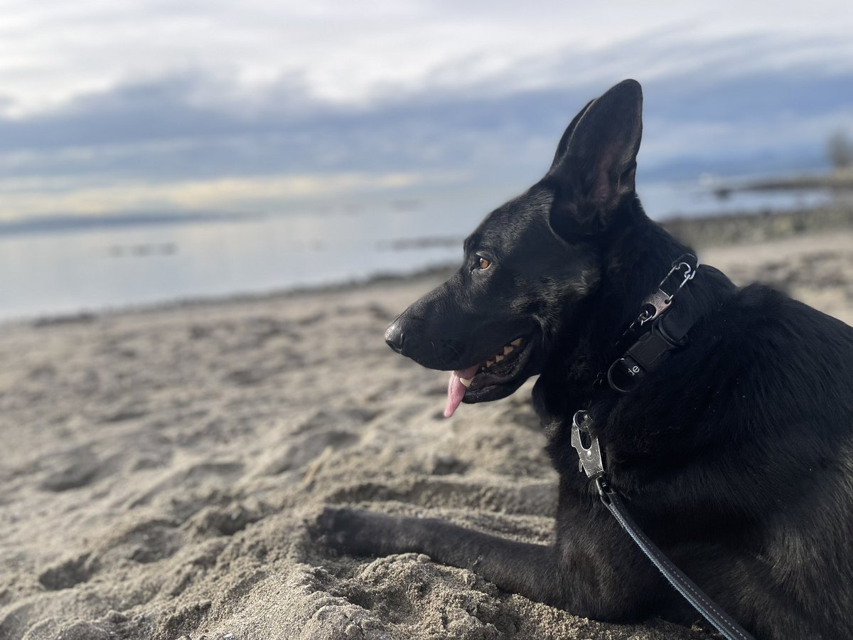 OptimusHomestead tweet media