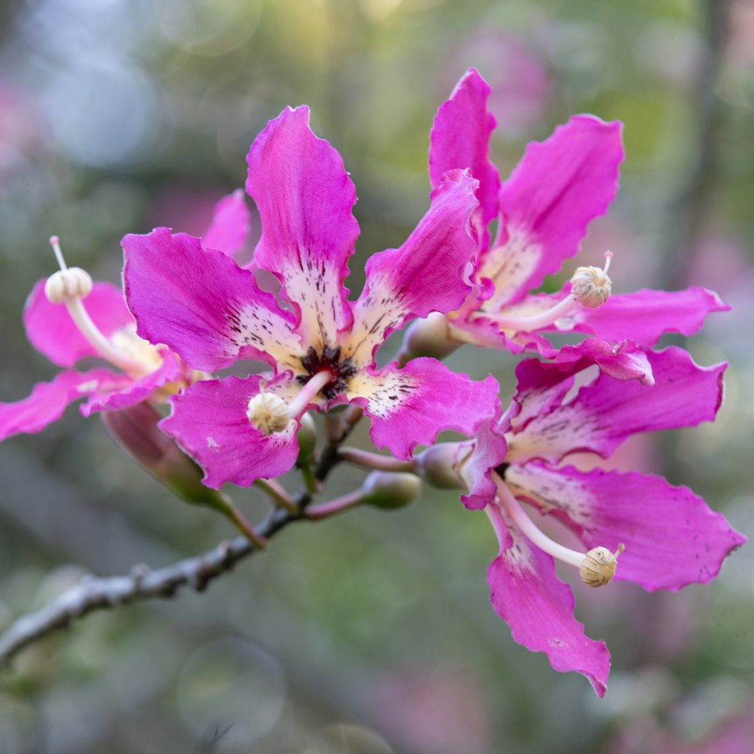 USF College of Arts and Sciences tweet media