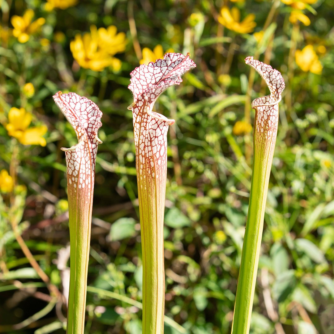 USF College of Arts and Sciences tweet media
