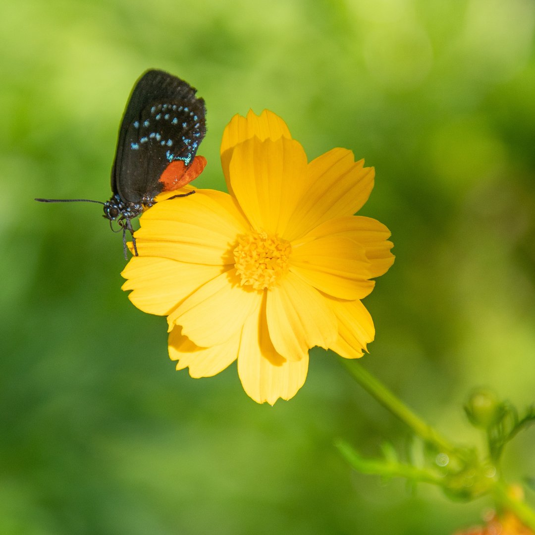 USF College of Arts and Sciences tweet media