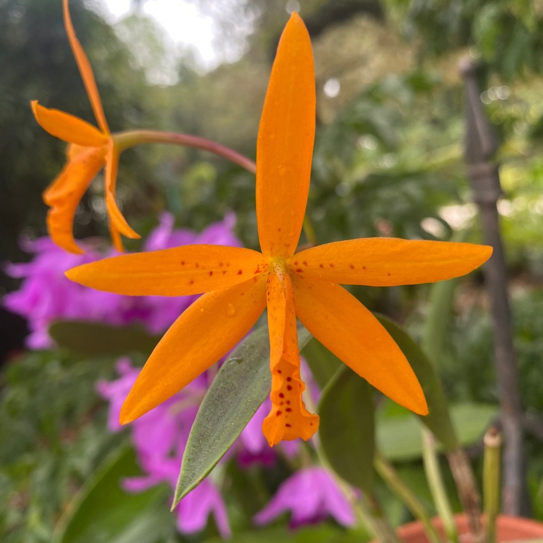 USF College of Arts and Sciences tweet media