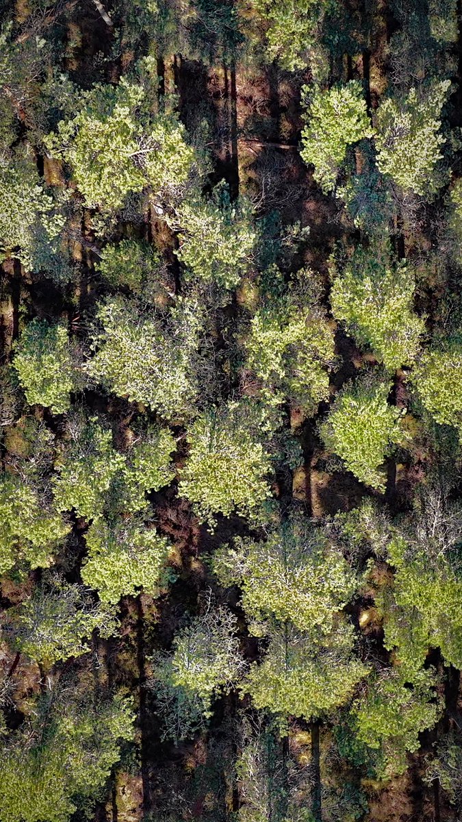 Foxes Afloat tweet media