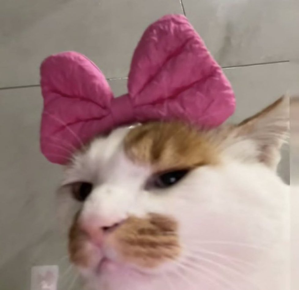 ⌞ 🐾 ⌟ × Gwenn tweet media