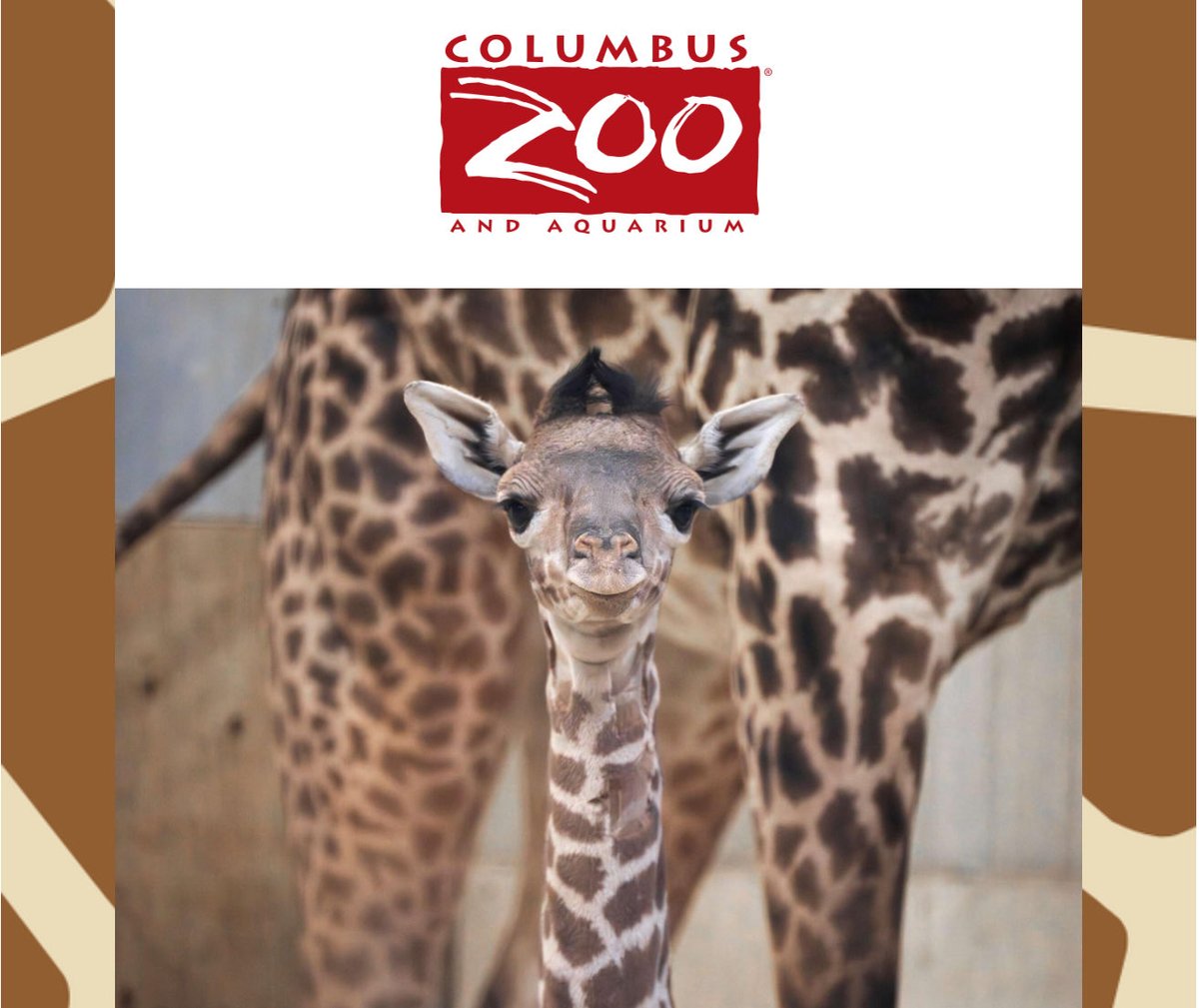 Carrie Logsdon McCullough tweet media