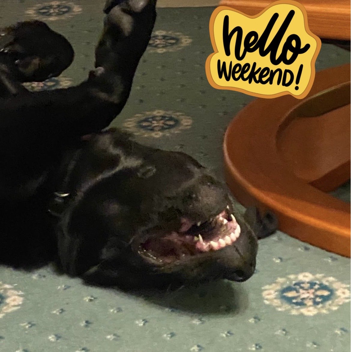 Solihull Guide Dogs tweet media