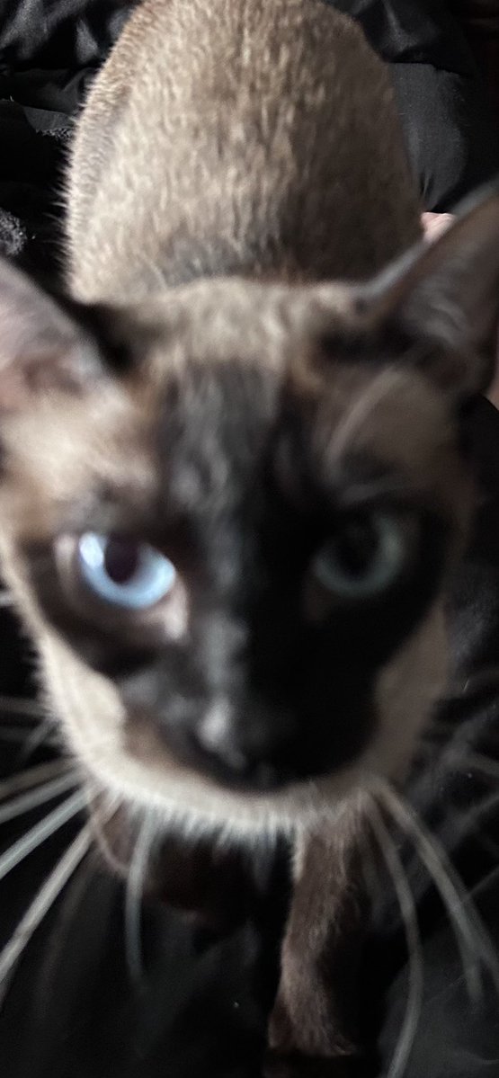 Rylan Chalmers tweet media