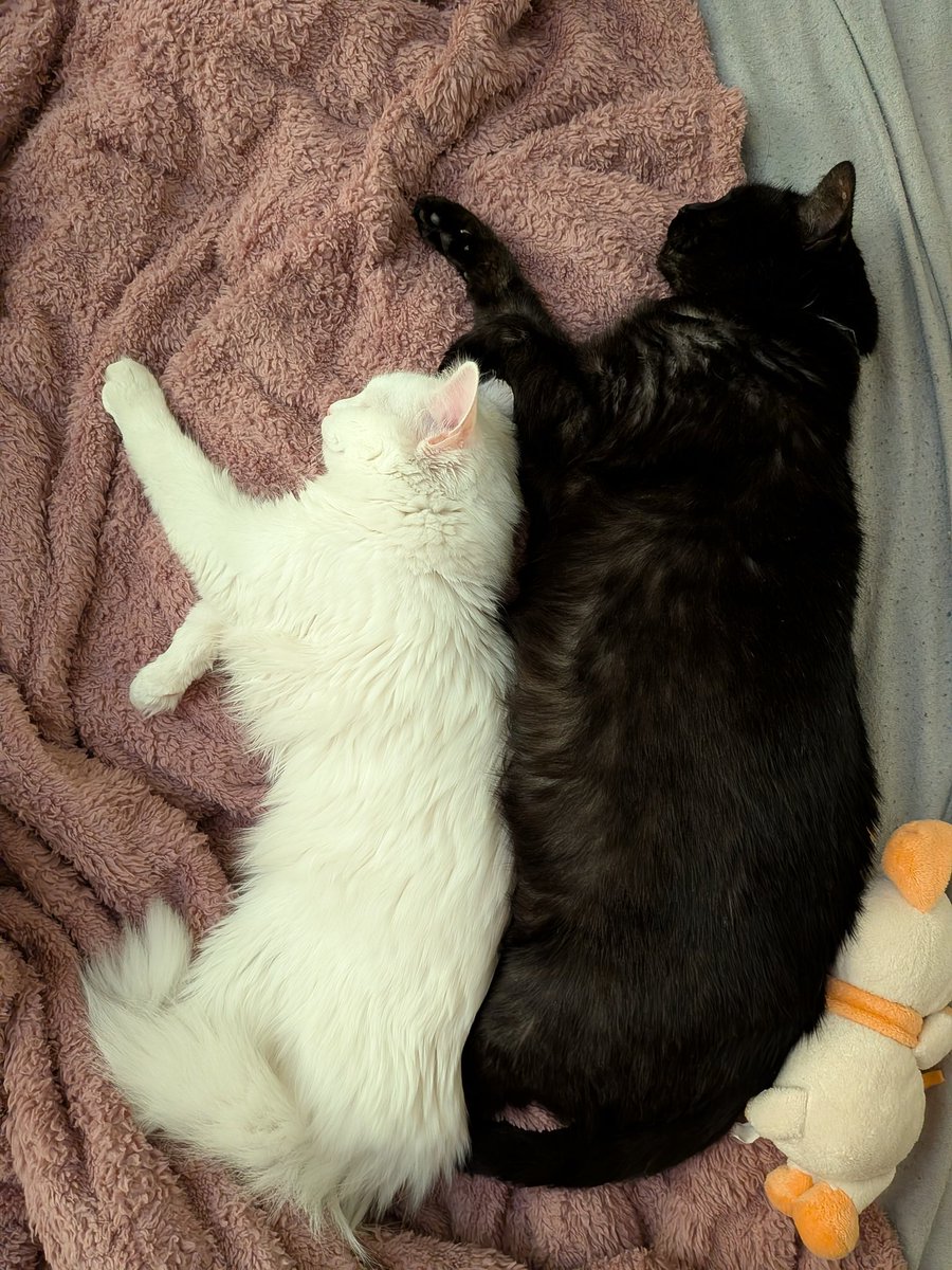 Чайка, яка літає уві сні 🇺🇦 tweet media