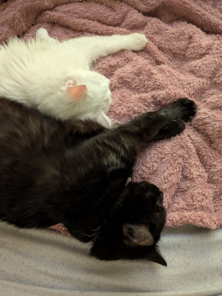 Чайка, яка літає уві сні 🇺🇦 tweet media