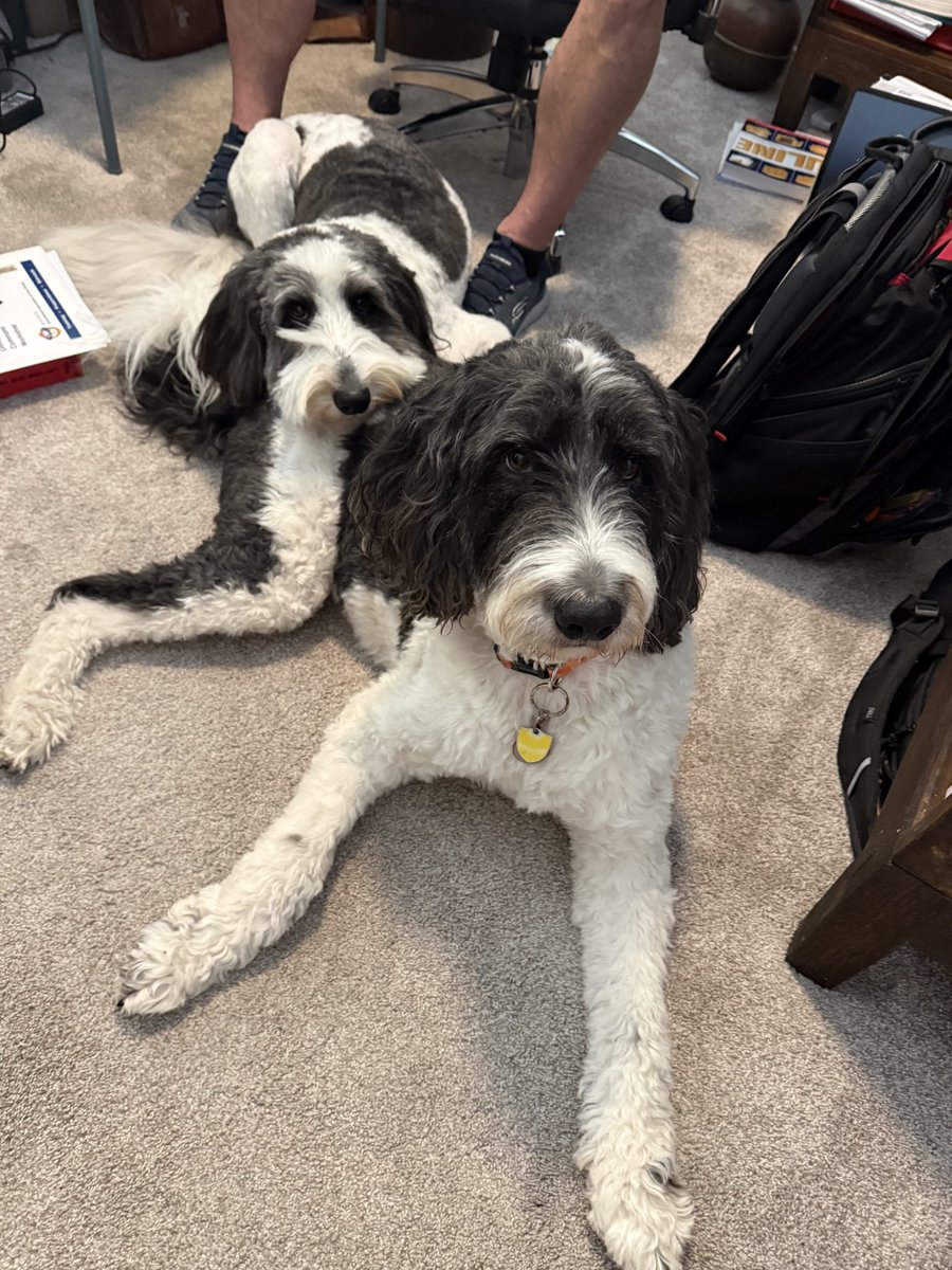 MooseTheCreekDog tweet media