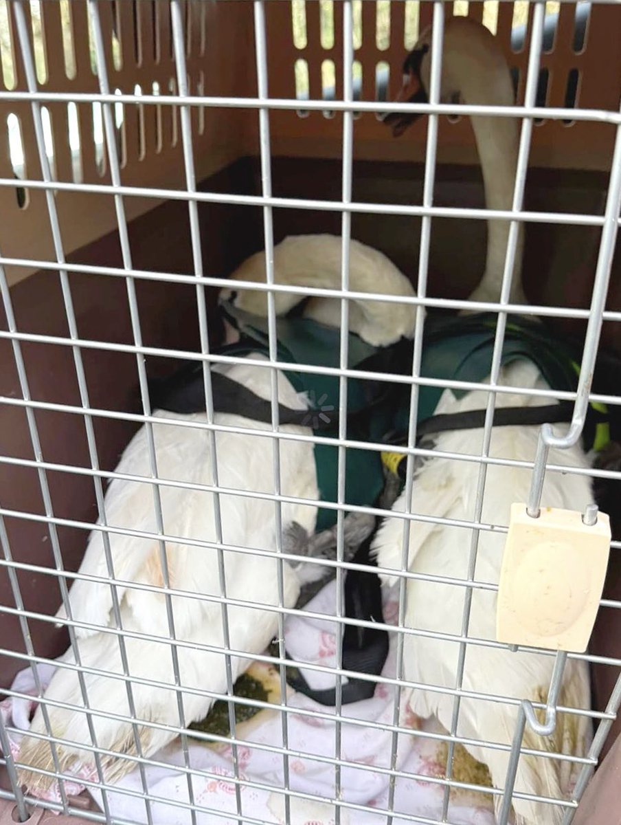 Earlier this afternoon, we responded to a call concerning five swans that had been swept over the weir and trapped in the spillway at Roundhay Park in Leeds.