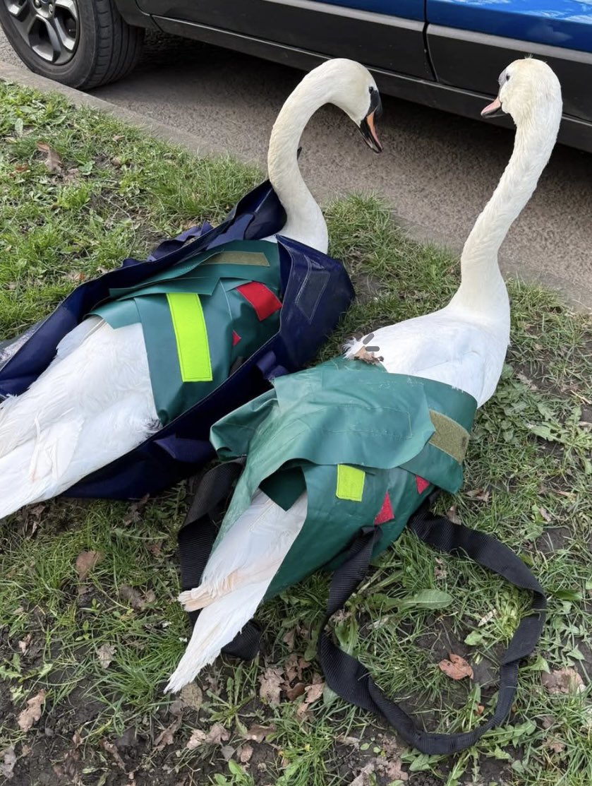 Yorkshire Swan & Wildlife Rescue Hospital tweet media