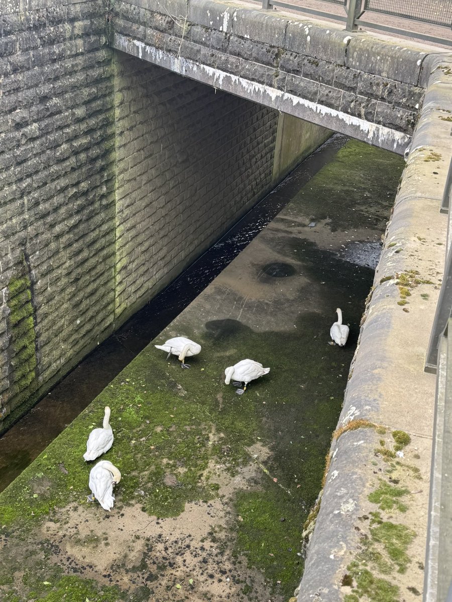 Yorkshire Swan & Wildlife Rescue Hospital tweet media