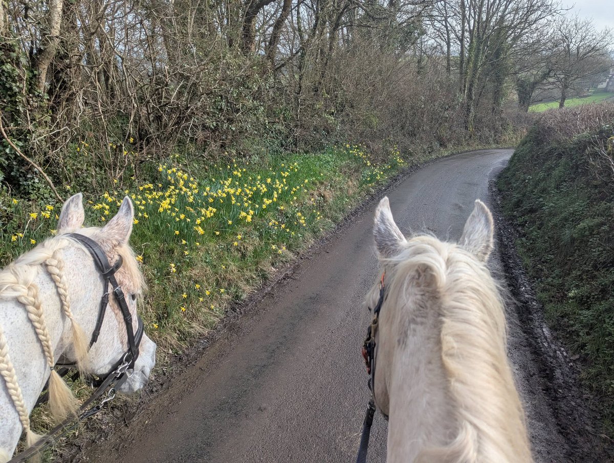 Rocky Da Horse tweet media