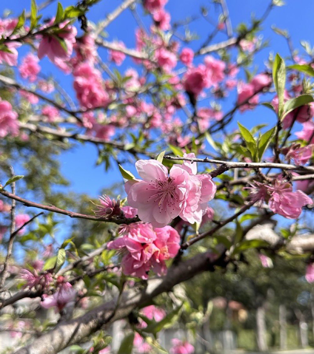 Ricky 🫑🍵 tweet media