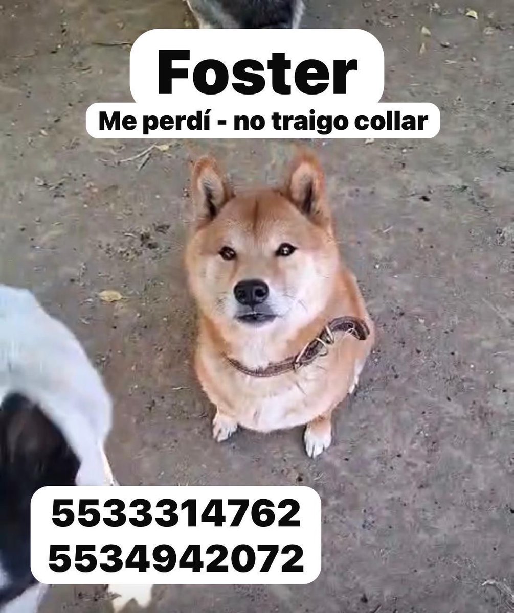PorCuajimalpa's tweet photo. Urge encontrar a este perrito, ayuda por favor. Es un perrito de compañía #ayuda #foster https://t.co/tDXWUPUOFt