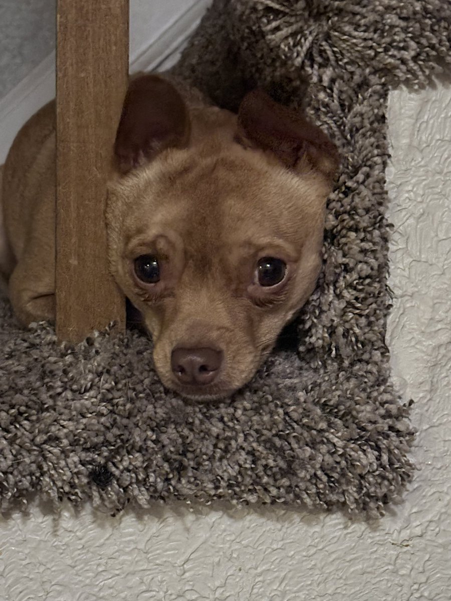 𝕯𝖊𝖙𝖓𝖊𝖊 tweet media