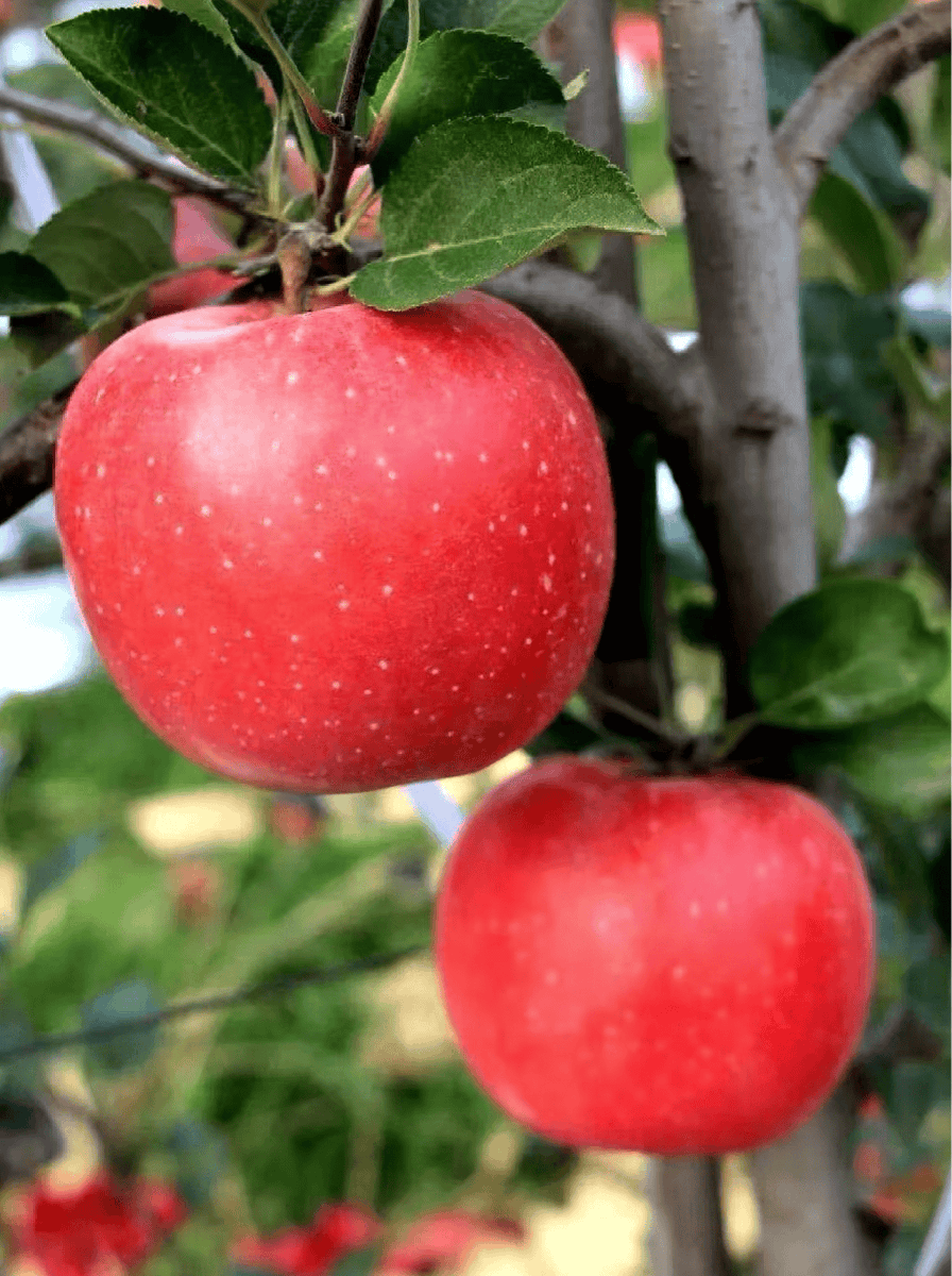 fn30768769's tweet photo. Just took a bite of this crispy golden apple—crunchy, sweet, and perfectly juicy. A tiny, delicious win for the day! https://t.co/ZKxQno4Dhw