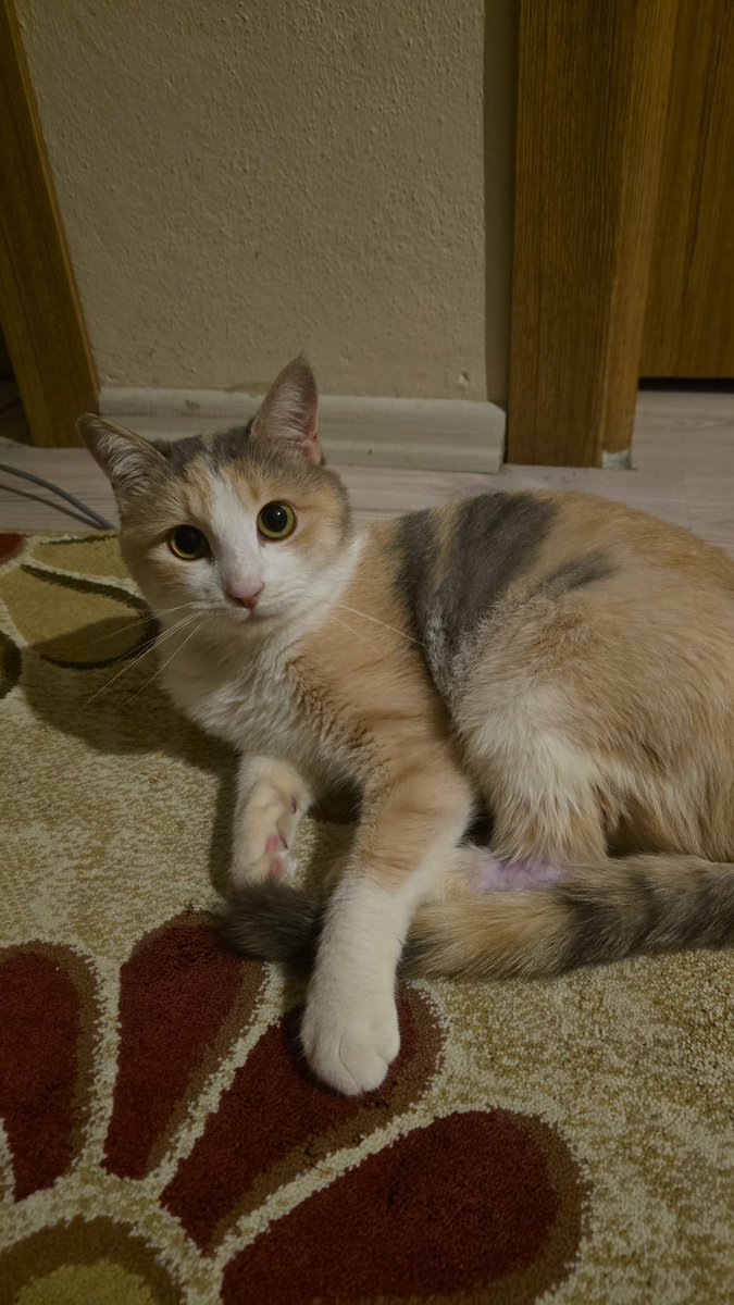 engelli canlara öncelik kocaeli ve çevresinde yuva arıyor