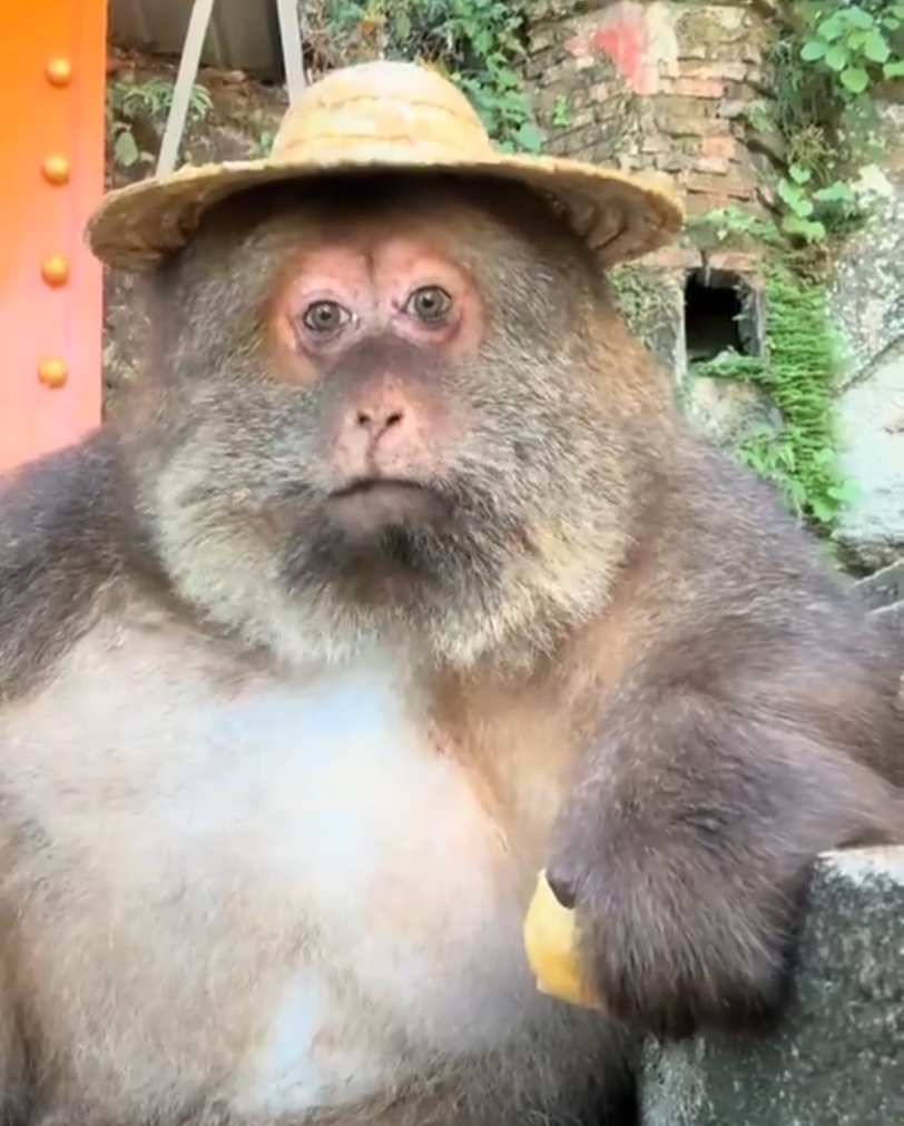 𝑺𝑨𝑳𝑨𝒁𝑨𝑹!🍉 tweet media