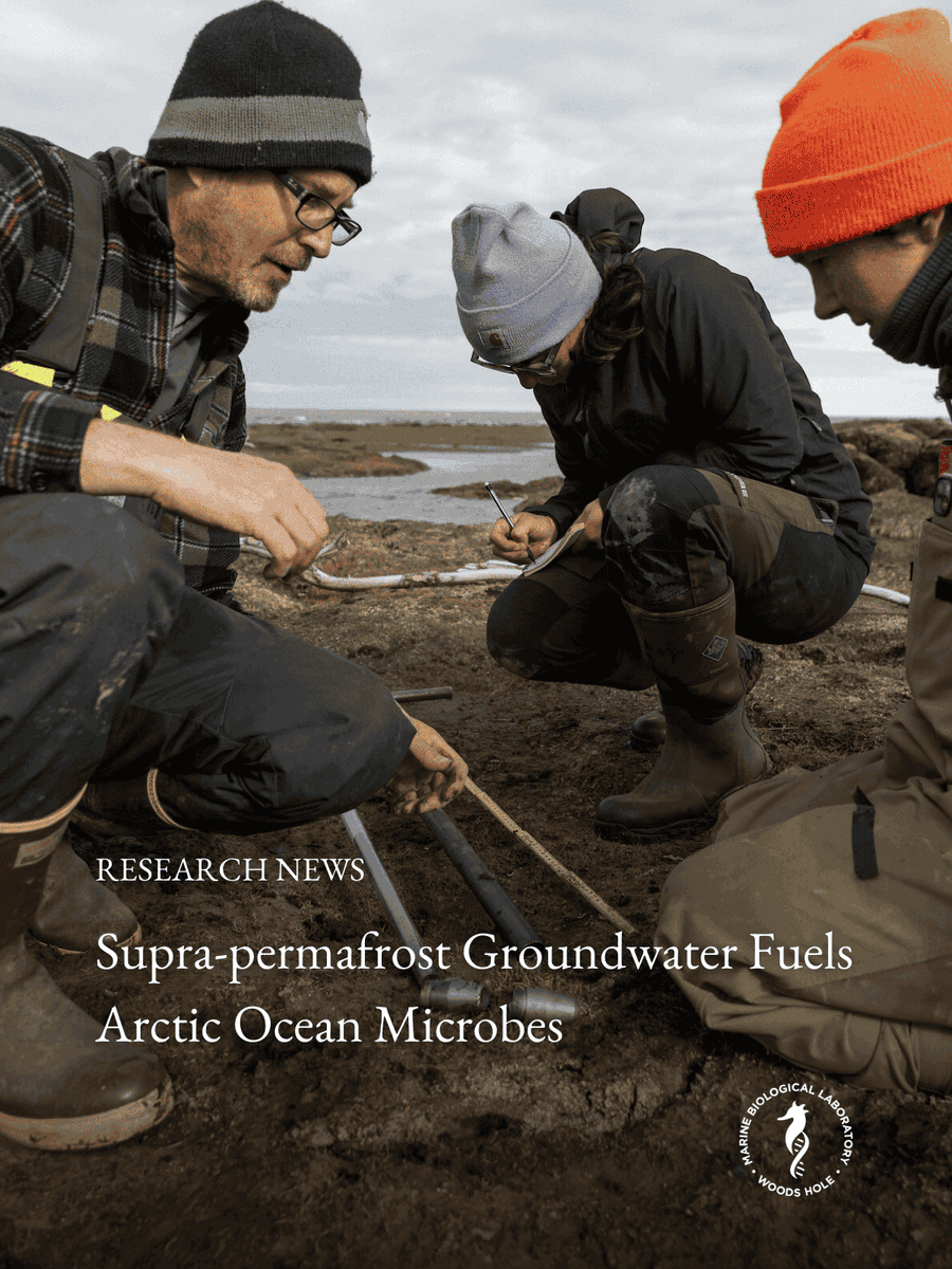 Marine Biological Laboratory (MBL) tweet media