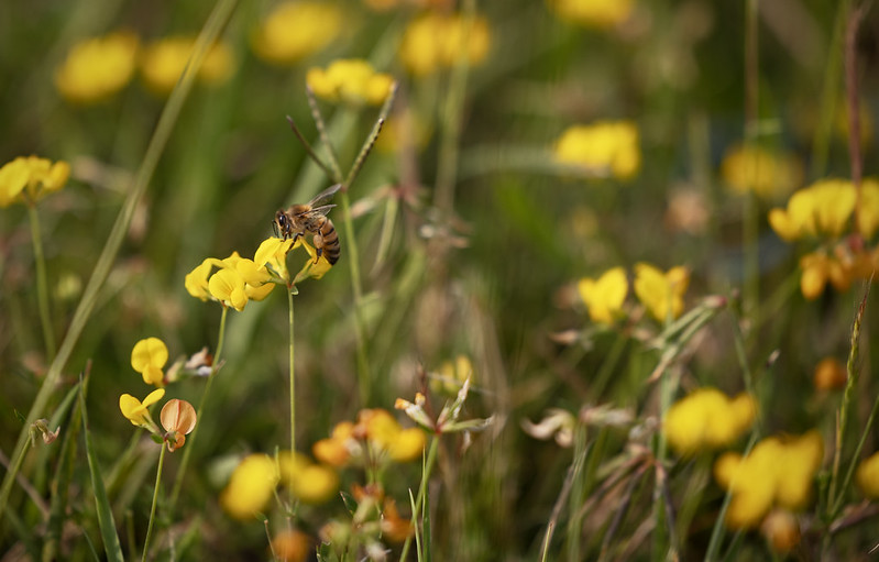 Jefferson Lab tweet media