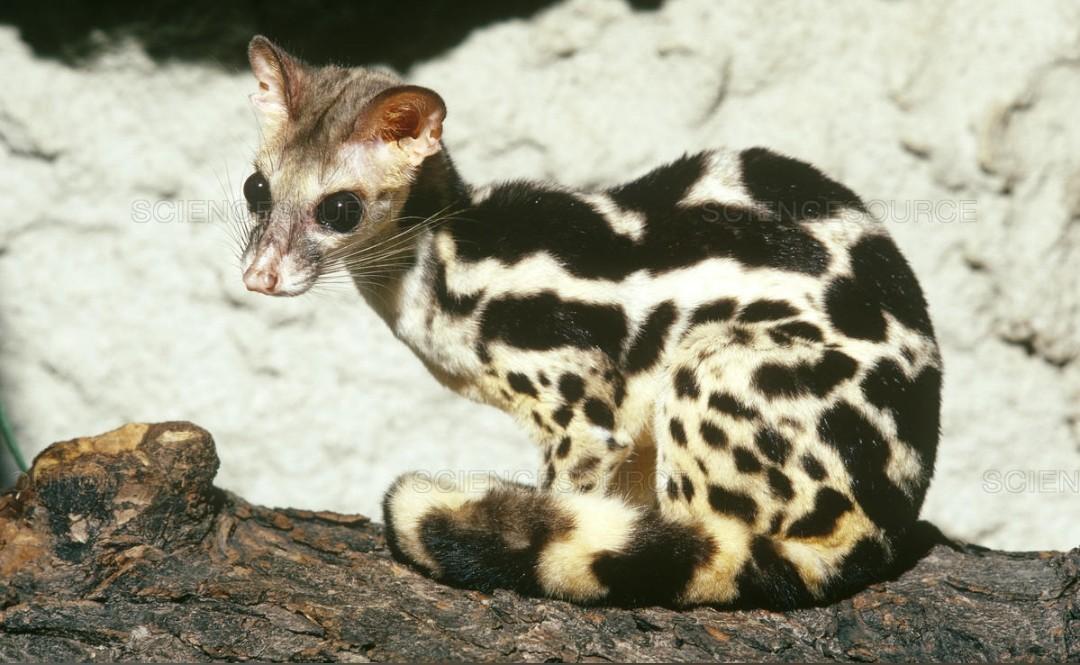 biscuits tweet media