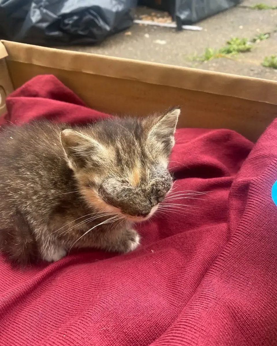 5diti2368fjfgjj's tweet photo. **$1 CAN HELP US SAVE A LIFE** Don't scroll by this plea. Please help us help this tiny, blind kitten we named Kiki. You are all she's got... Click the link in our BIO to donate. 💥PLEASE REPOST💥
#newrescue #urgent #spreadtheword #donate #poorbaby #spreadthelove #savealife https://t.co/ScmDkkPYf9