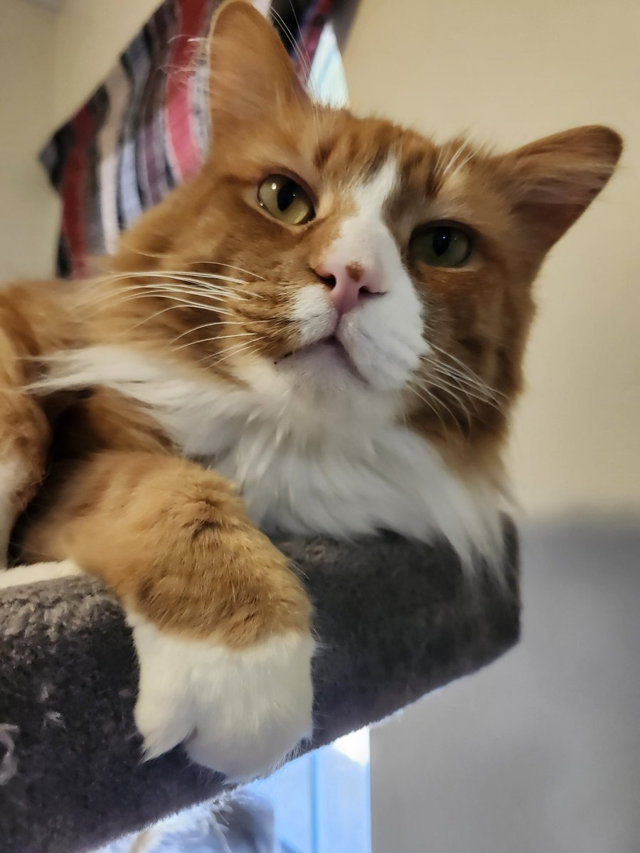 Mac The Ginger Cat 😺 tweet media